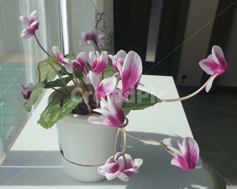식물,꽃,flower,봄,plant