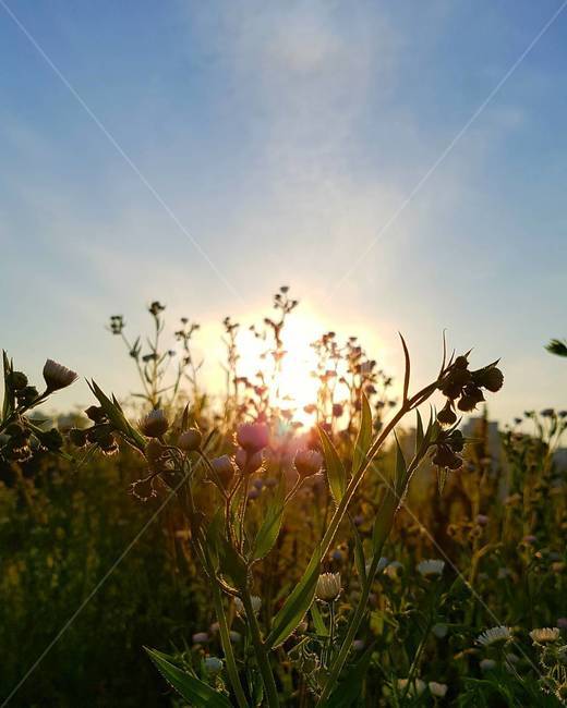 꽃,하늘,풍경,꽃밭,자연,background,flower,nature,sky