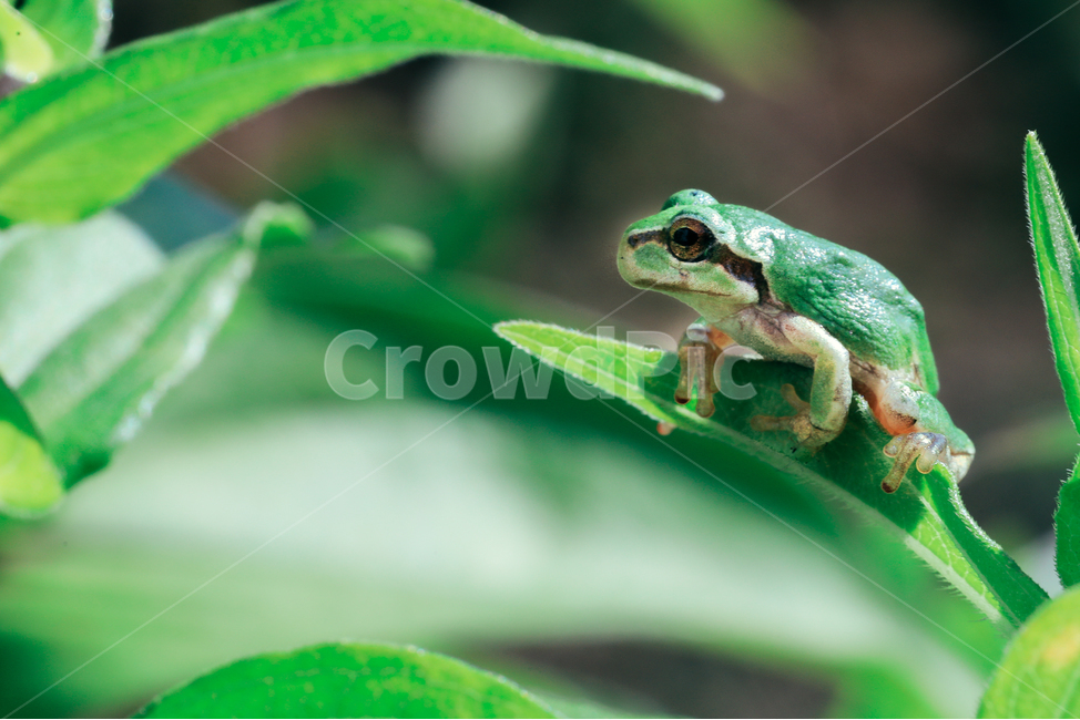 청개구리,자연,잎,자연풍경,접사,매크로,동물,animal,파충류,양서류,reptile,amphibian