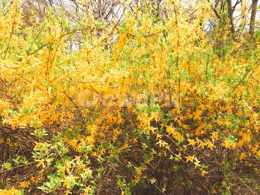 개나리,봄,노란색,꽃,자연,봄,계절,spring,season,식물,자연,plants,nature,꽃,flower,tree,나무,plant,maple,단풍