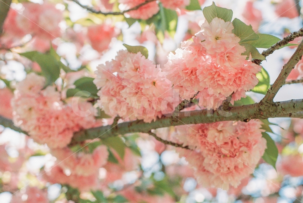 필름사진,미놀타x300,예쁜사진,꽃,겹벚꽃,봄,봄,계절,spring,season,식물,자연,plants,nature,꽃,flower,감성,sensible,feeling,색깔,색상,색채,색감,color sense,color sensitivity,feeling of color,plant,blossom