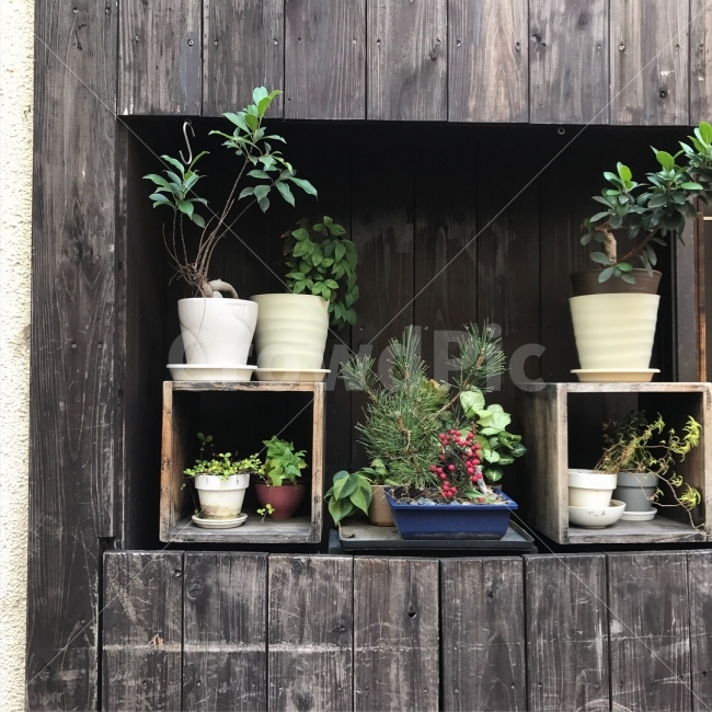 일본,텐진,감성,화분,나무,식물,자연,plants,nature