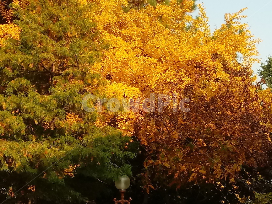 가을,단풍,낙엽,maple,plant,식물,단풍나무,단풍잎,leaf,잎,tree,나무,계절,fallautumnseason,가을단풍,자연,풍경,경치,가을,계절,fall,autumn,season,식물,자연,plants,nature,나무,trees,wood