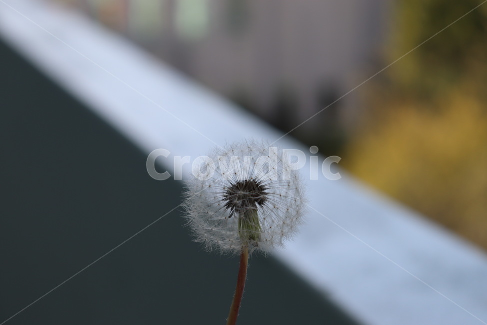 자연,민들레,식물,배경,꽃,식물,자연,plants,nature,꽃,flower