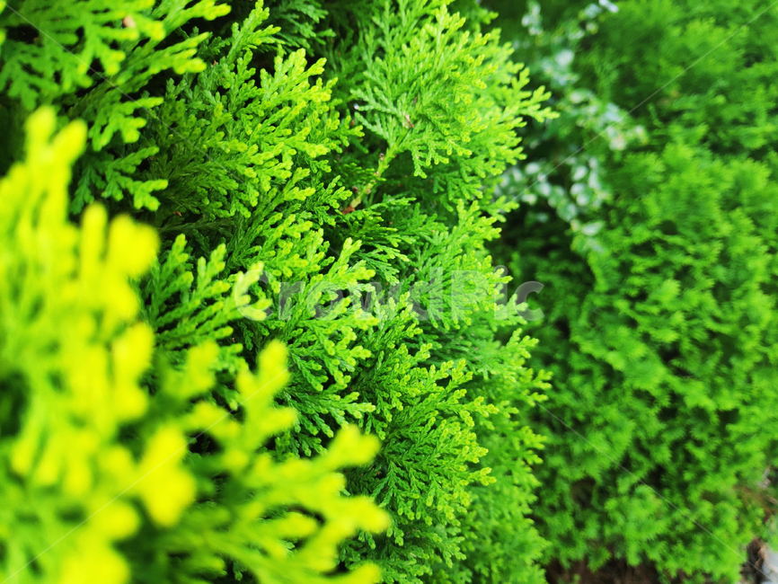 식물,잎,초록,plants,green,leaf,식물,자연,plants,nature