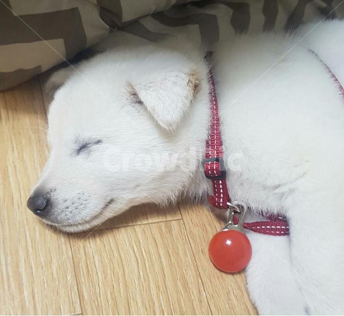 강아지,애완견,잠자는강아지,귀여운강아지,dog,풍산개