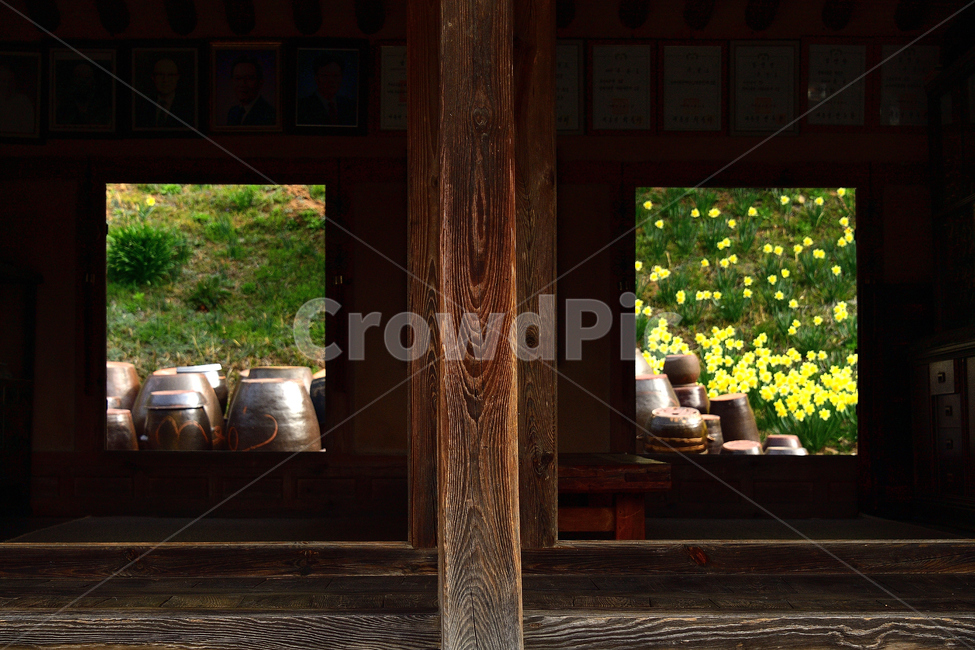 수선화,노랑,풍경,봄,봄꽃,식물,자연,꽃,감성,한국전통,한국문화,korean traditional,korean culture
