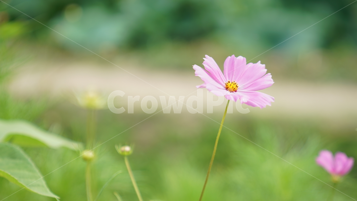 코스모스,꽃,자연,식물,계절,바탕화면,flower,nature