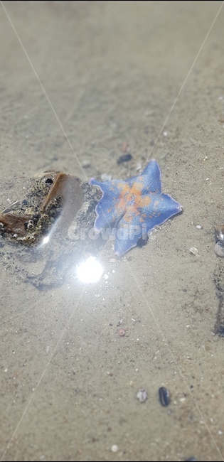 불가사리,바다,해변,starfish,바닷가,모래,해변가,별불가사리,별모양,햇살,돌,돌멩이,바위,해산물,바닷물
