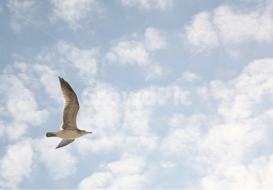 하늘,구름,갈매기,서해안,푸른,동물,animal,조류,새,birds
