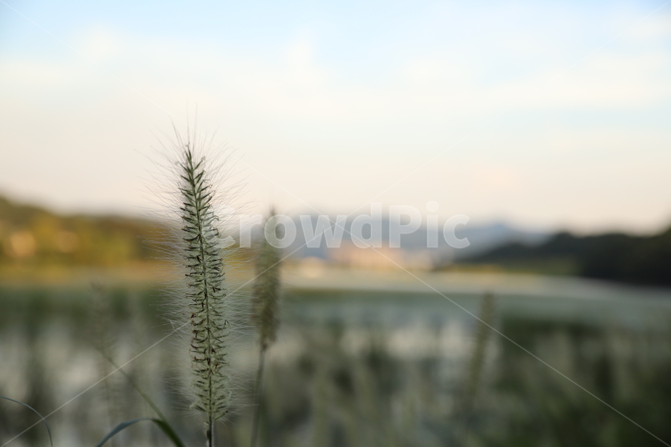 공원,산책,풍경,자연,억새,식물,자연,plants,nature