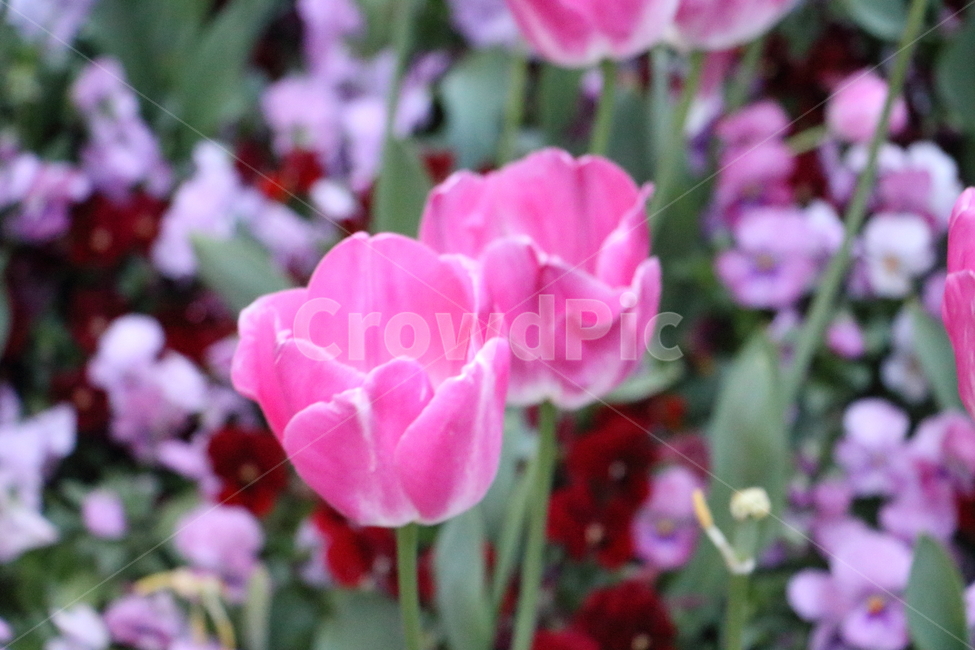 튤립,봄꽃,핑크색,아웃포커싱,봄,자연,풍경,식물,꽃밭,봄,계절,spring,season,식물,자연,plants,nature,꽃,flower,plant,blossom,geranium,제라늄