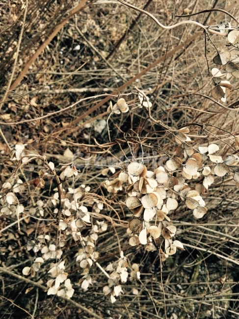 마른풀,풀,식물,가을,겨울,잎,시들어버린,시든식물,시든,식물,자연,plants,nature