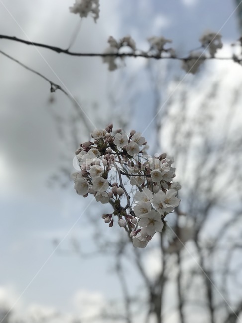 벚꽃,꽃,힐링,나무,자연,봄,계절,spring,season,식물,자연,plants,nature,꽃,flower,plant