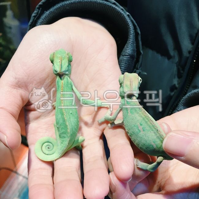 chameleon,green,tail,reptile,amphibian,Pets,amphibia,animal,lizard,pet,hand,lizard and