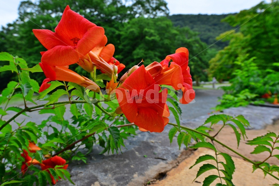 plant,식물,blossom,flower,꽃,능소화,화순,만연사