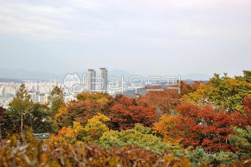 nature,tree,leaf,Seongbukgu,building,seoul,Bukhansan Mountain,Gaeunsan Park,Gaeunsan Mountain,plant,maple,Maple