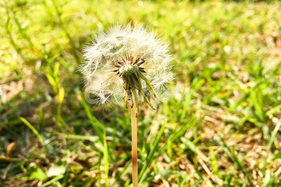 자연,풀,꽃,민들레,민들레홀씨,접사,nature,grass,flower,dandelion,seed,식물,자연,plants,nature,꽃,flower
