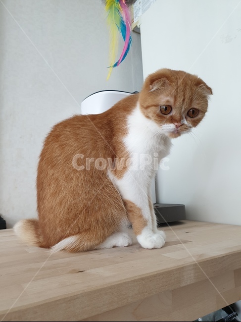 고양이,반려묘,cat,스코티쉬폴드,슈렉고양이,동물,animal,포유류,mammal,고양이,cat,kitten,kitty