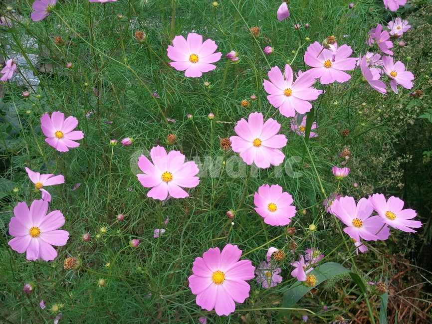 코스모스,길국화,관상용,추영,cosmos,한해살이초화류,가을꽃,식물,자연,plants,nature,꽃,flower