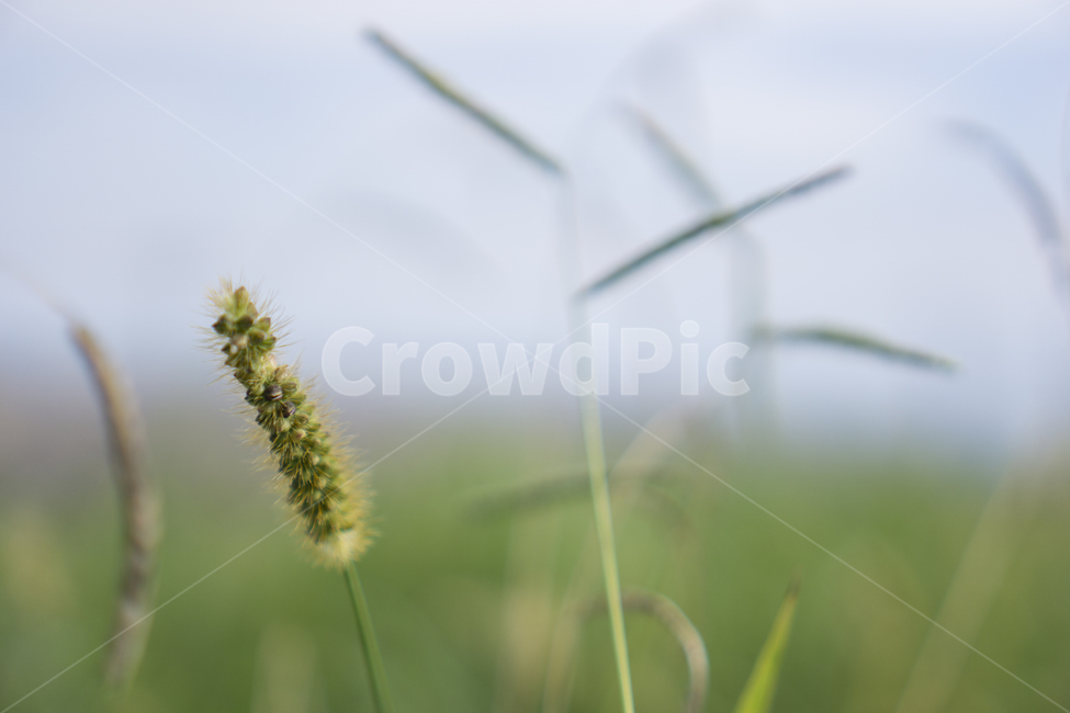 식물,잔디,강아지풀,자연,야생초,plant,grass,nature,wildgrass,식물,자연,plants,nature