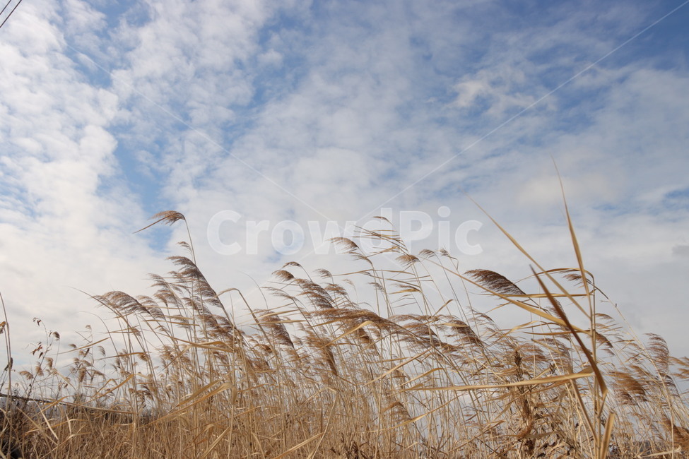 갈대,하늘,식물,잔디,맑은하늘,가을,계절,fall,autumn,season