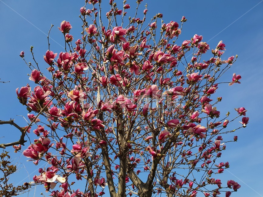 plant,식물,cherryblossom,blossom,꽃,flower