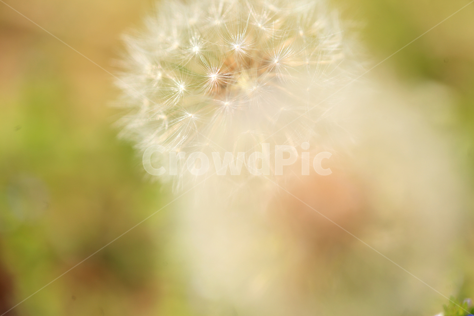 한국,봄,여름,민들레,민들레씨,민들레밭,꽃,꽃밭,자연,korea,spring,dandelion,flower,nature,식물,자연,plants,nature,꽃,flower,감성,sensible,feeling