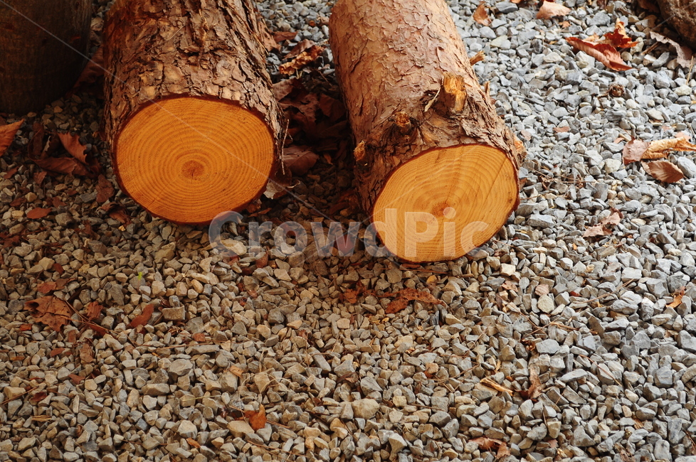 통나무,나무,자연,나무의자,나무단면,나무,trees,wood
