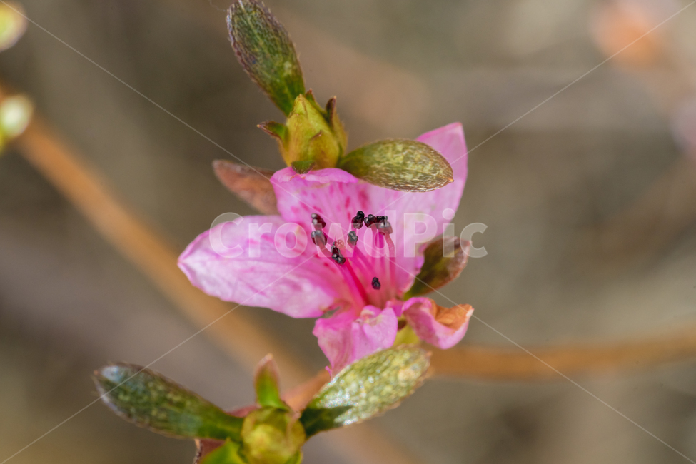 꽃,진달래,봄,접사,식물,자연,풍경,spring,flower,nature,beauty,macro,봄,계절,spring,season,식물,자연,plants,nature,꽃,flower,geranium,제라늄,blossom,plant
