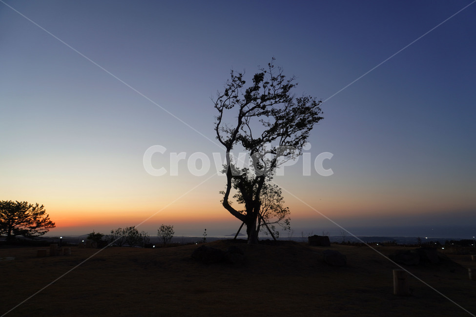 일몰,제주,jeju,나무,tree,sky,하늘,자연,outdoors,nature,alone,jujeisland,자연,풍경,nature,landscape