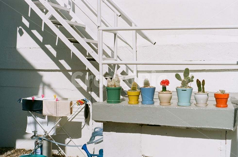 handrail,난간,banister,선인장,그림자