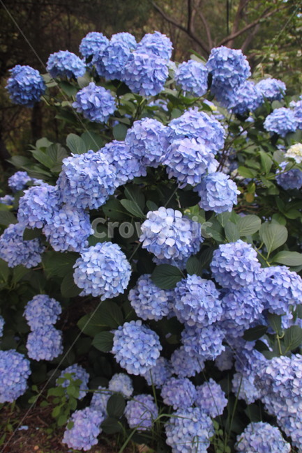 blue flower,nature,hydrangea,leaf,flower