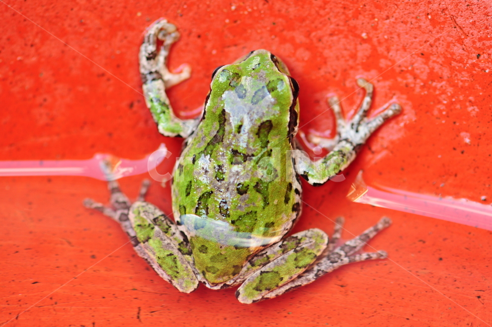 개구리,자연,양서류,참개구리,무당개구리,동물,animal,파충류,양서류,reptile,amphibian