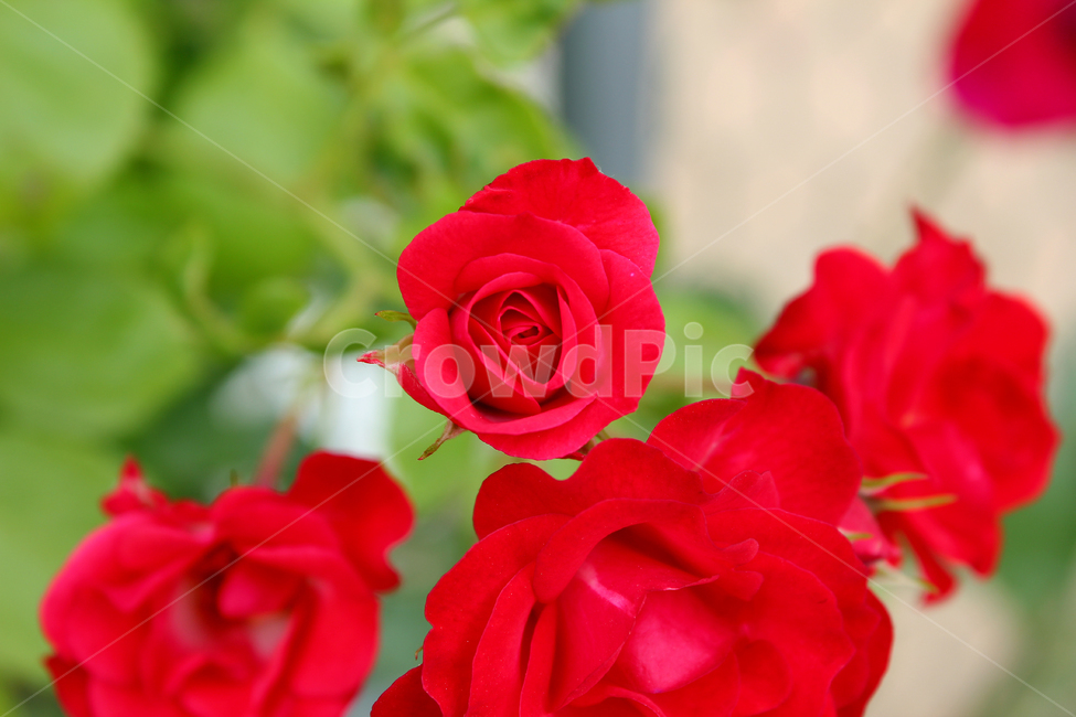 장미,장미꽃,빨간장미,빨강,red,rose,사랑,로맨스,장미넝쿨,love,식물,정원,야외,봄,한국,5월,자연,bush,day,fresh,green,spring,plant,그린,녹색,꽃봉우리,식물,자연,plants,nature,꽃,flower