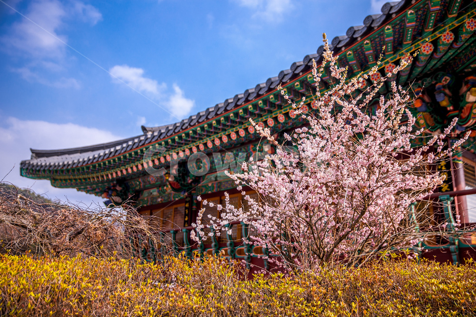 yellow flower,pattern,pink flower,clouds,Seokjongsa Temple,roof tile,Blue sky,clear day,building,outdoor,beautiful,forsythia,culture,temple,tradition,cherry blossom,Dancheong,Republic of Korea,Korea,architecture