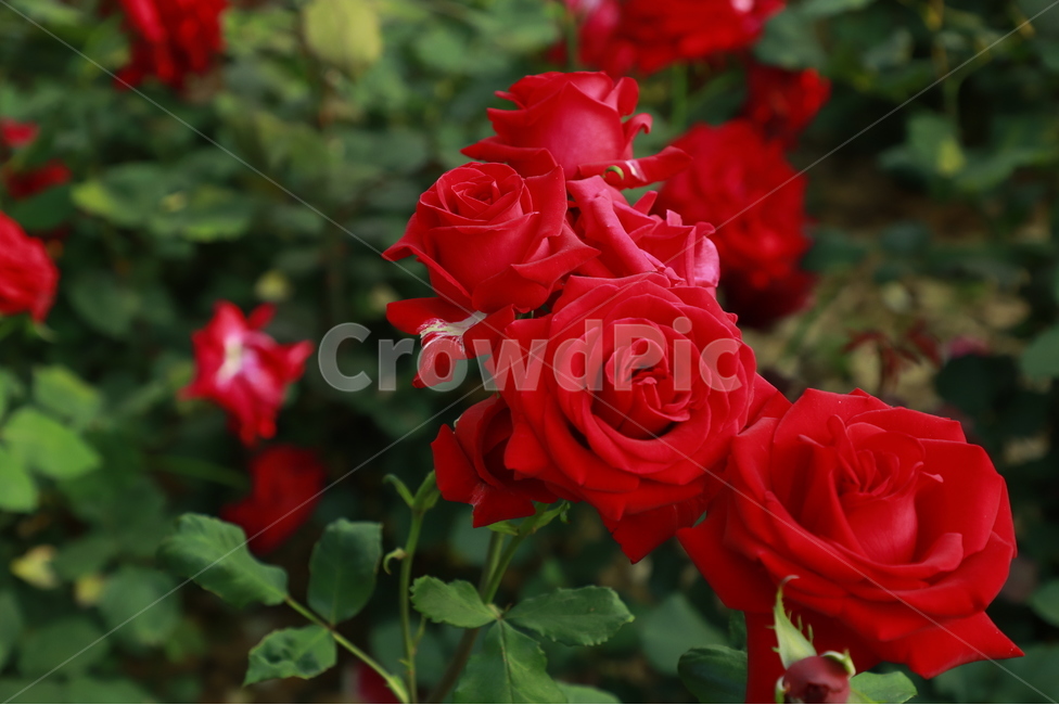 plant,꽃,햇빛,빛,light,flower,오후,햇살이비치는,자연,야외,풀밭,rose,장미,식물,blossom,정원,식물,자연,plants,nature,꽃,flower