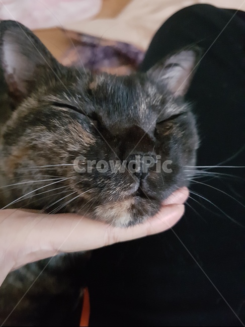 동물,고양이,코리안숏헤어,냐옹이,코숏