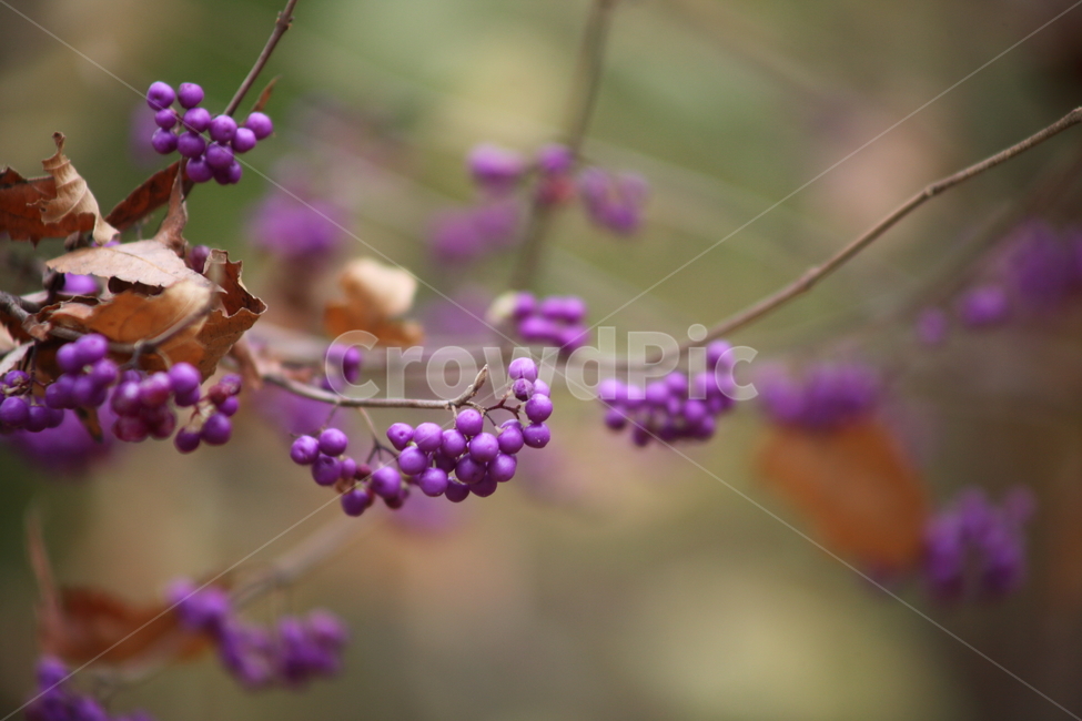 좀작살나무,열매,식물,beautyberry,보라색,가을,계절,fall,autumn,season,식물,자연,plants,nature,과일,열매,fruit,plant