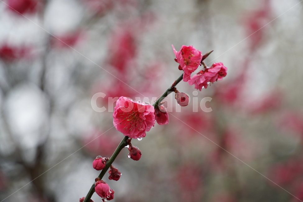 홍매화,매화꽃,광양매화축제,분홍,선홍색,식물,자연,plants,nature,꽃,flower,감성,sensible,feeling,비,비오는날,rain,rainy
