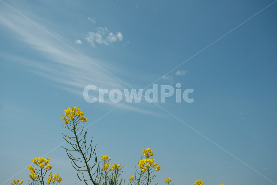 유채,봄,하늘,자연,감성사진,봄,계절,spring,season,식물,자연,plants,nature,꽃,flower,plant