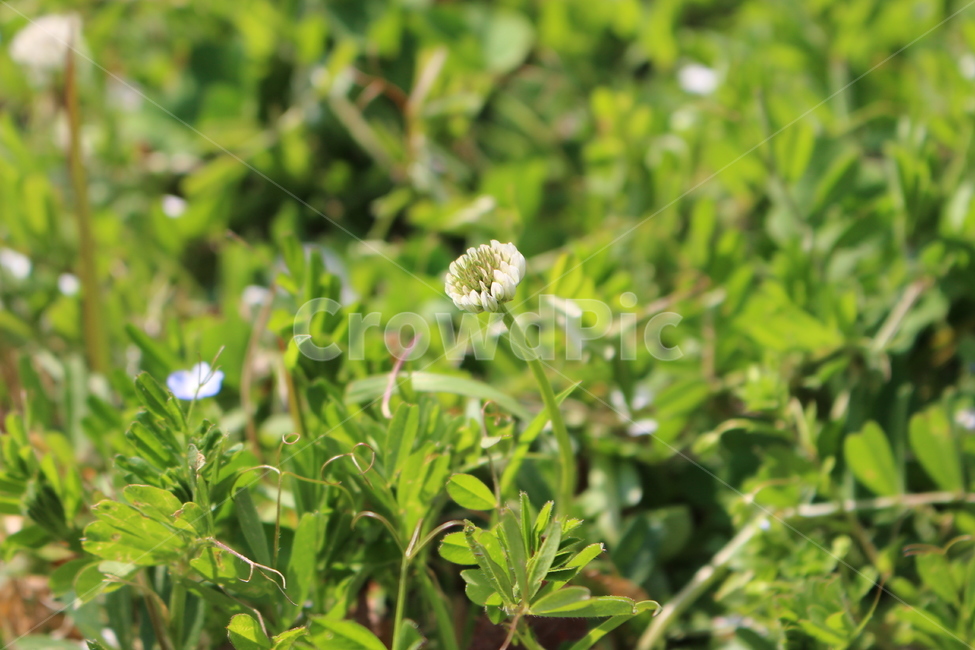꽃,꽃봉우리,그린,자연,푸른,초록,잎,클로즈업,식물,자연,plants,nature,꽃,flower