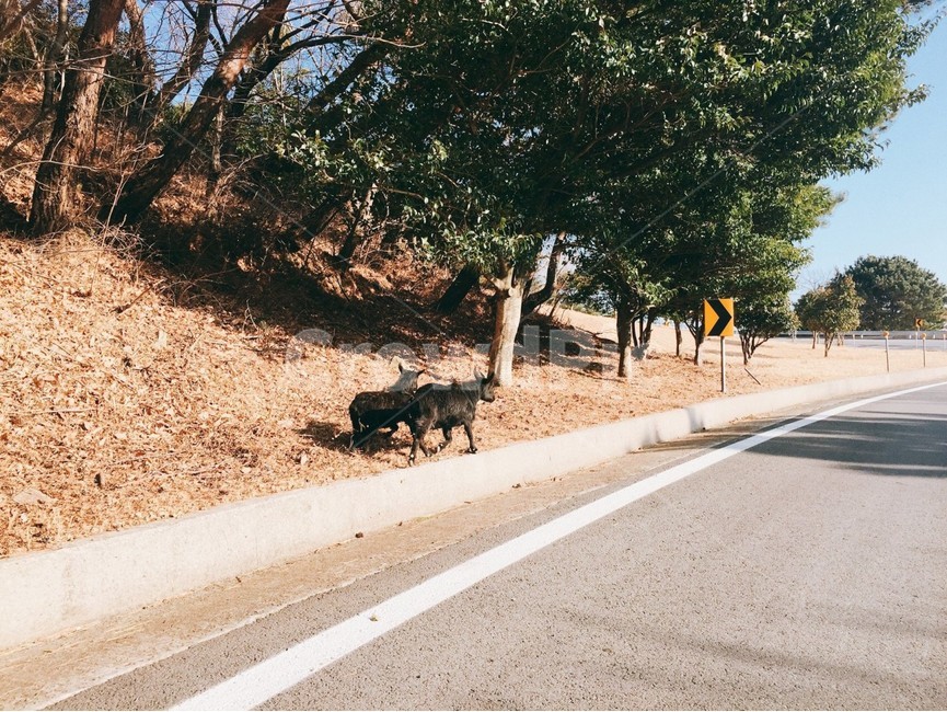 road,하늘,동물,아스팔트,asphalt,도로