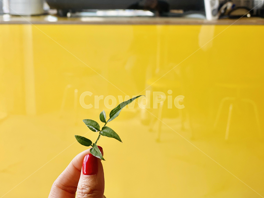 yellow,벽,노랑벽,식물,감성,무제,빨간메니큐어