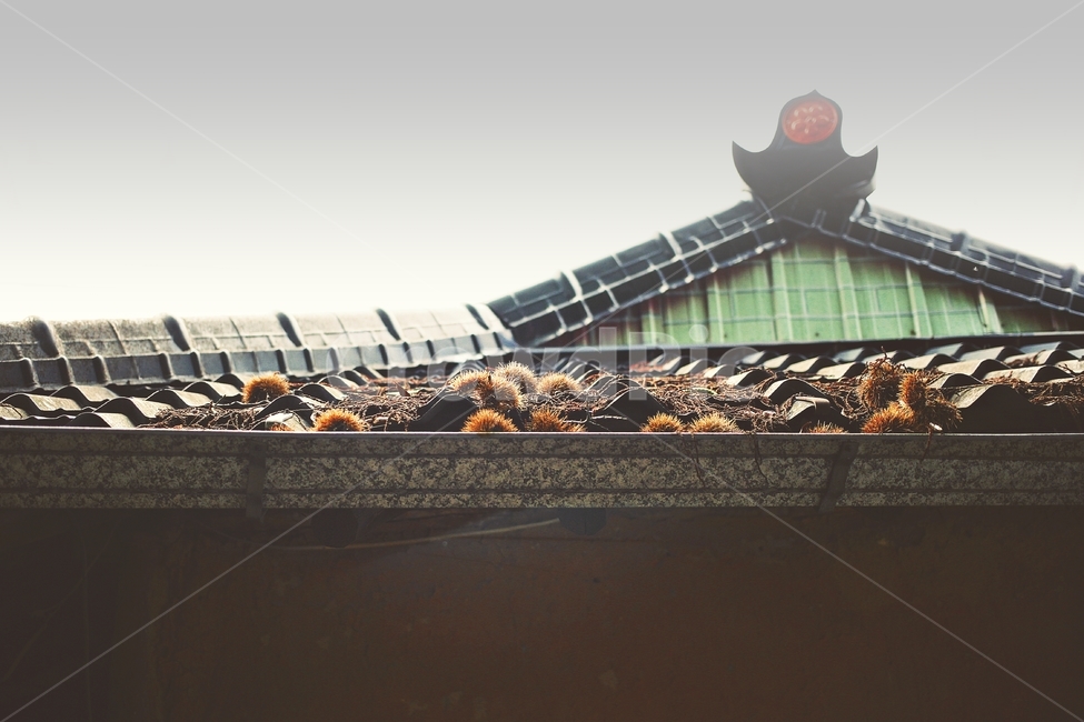 밤,가을,밤송이,autumn,감성,가을,계절,fall,autumn,season,한국전통,한국문화,korean traditional,korean culture,건축물,건물외관,exterior,building,structure,architecture,construction