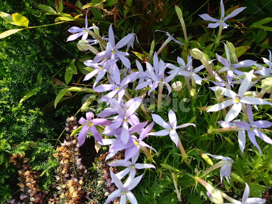 이소토마,isotoma,초롱꽃과,별꽃도라지,식물,꽃,식물,자연,plants,nature,꽃,flower