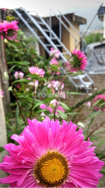 식물,plant,flower,꽃,분홍색꽃