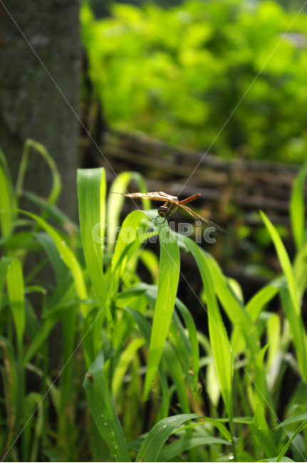 곤충,잠자리,식물,plant,초록,풀,식물,자연,plants,nature,동물,animal,곤충,벌레,insect,bug