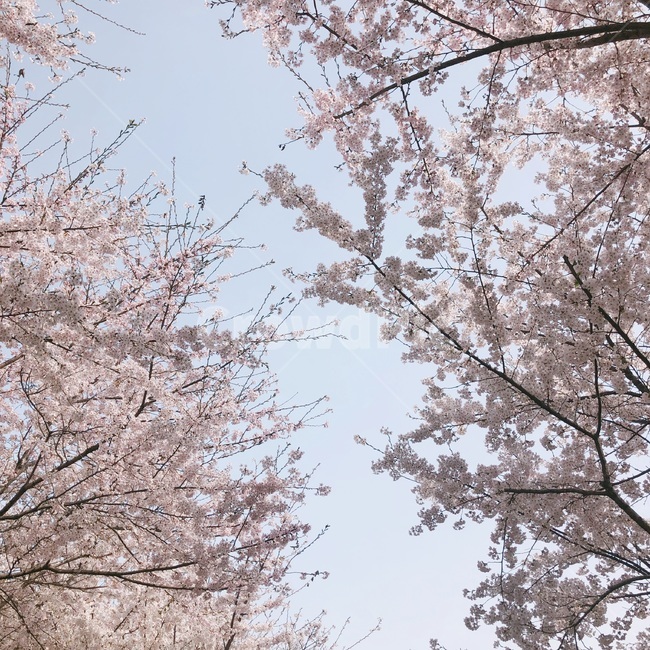 벚꽃,하늘,봄,체리블라썸,벚꽃축제