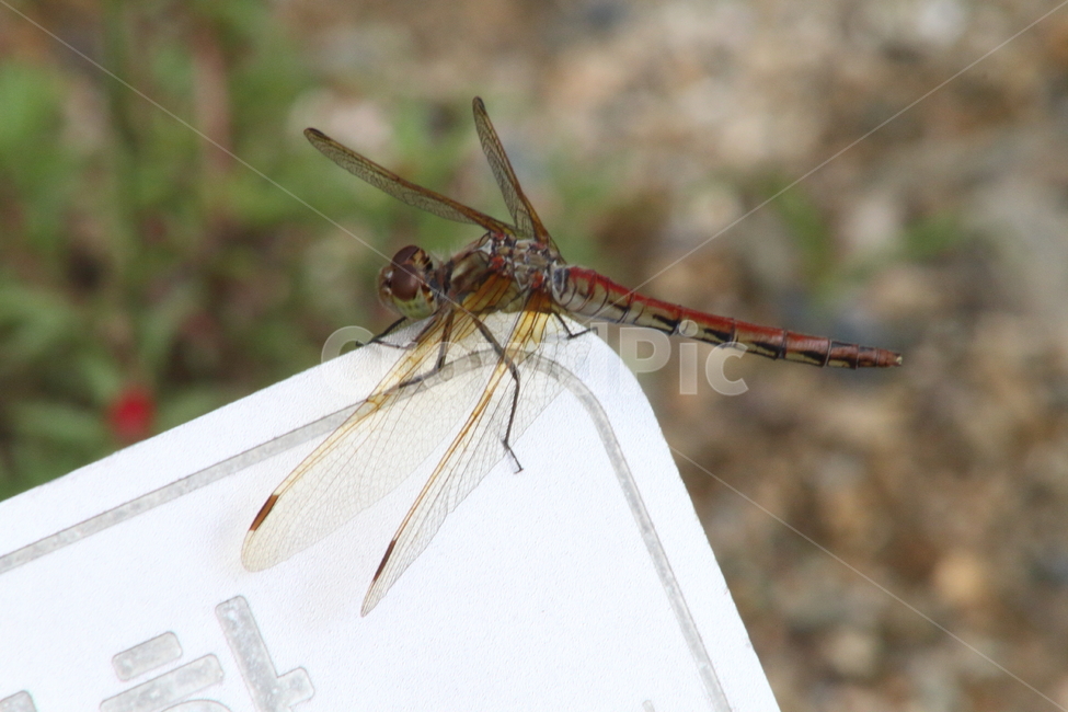 고추잠자리,곤충,절지동물,수서곤충,reddragonfly,동물,animal,곤충,벌레,insect,bug